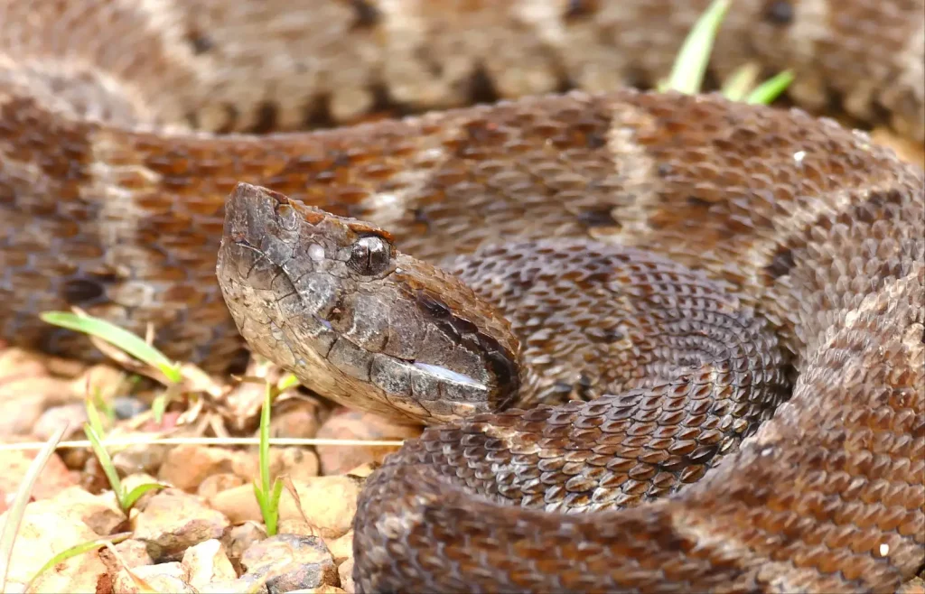 découvrez le fer-de-lance, serpent redoutable : son habitat naturel, son comportement, et les risques qu'il représente pour l'homme.